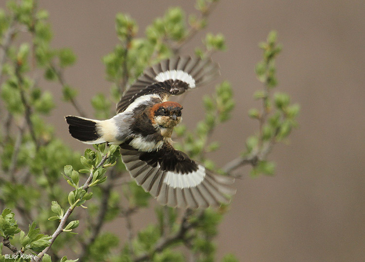    Woodchat Shrike  Lanius senator ,Valley of tears ,Golan 13-04-11. Lior Kislev